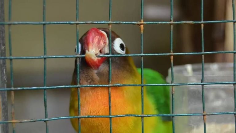 Fåglar som husdjur och för att utföra uppgifter