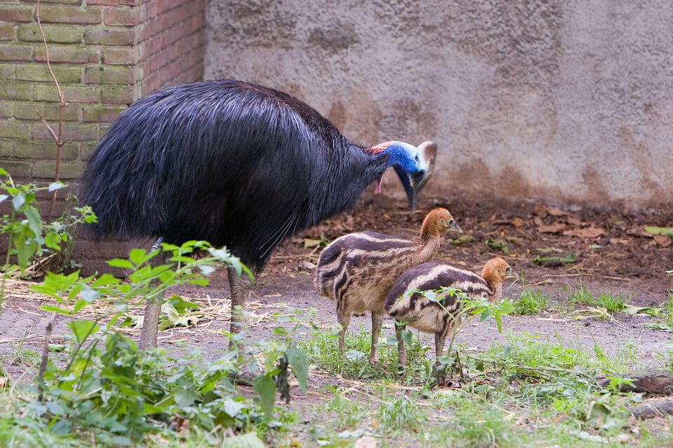 Hjälmkasuar (Casuarius casuarius)