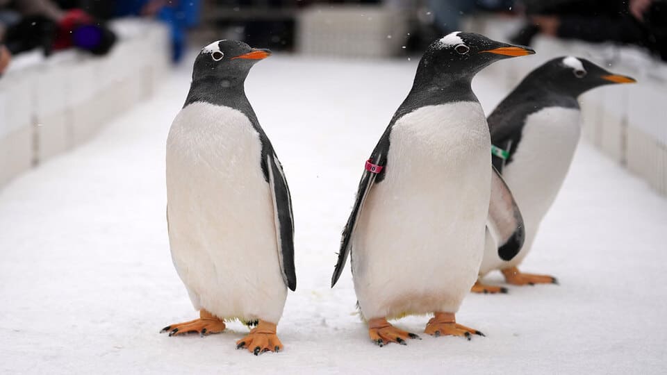 Pingviner (Spheniscidae)