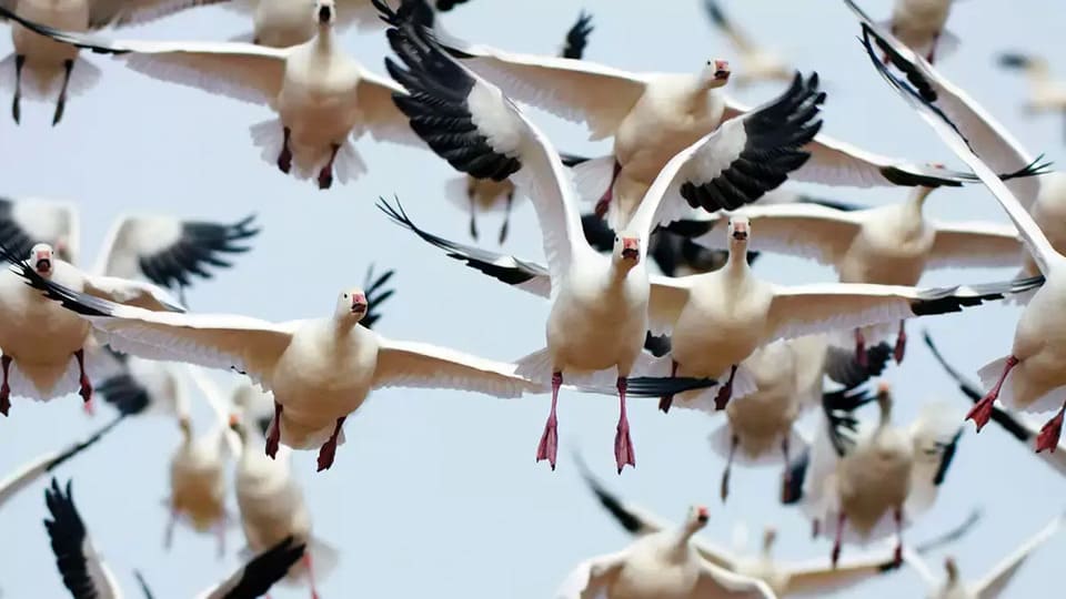 Varför flyttar fåglar