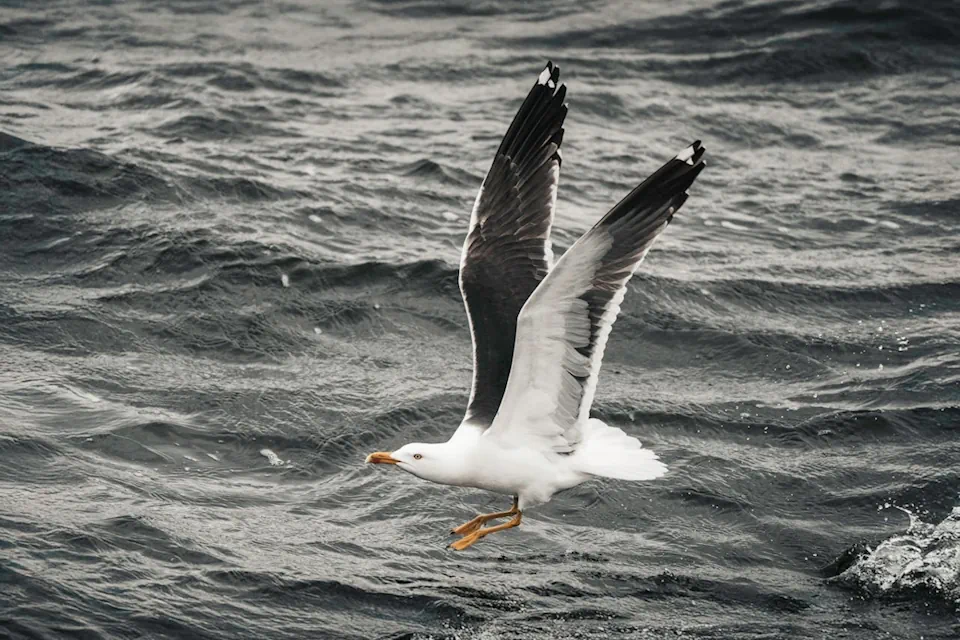 albatross
