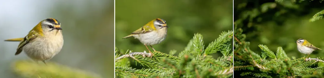 brandkronad kungsfågel