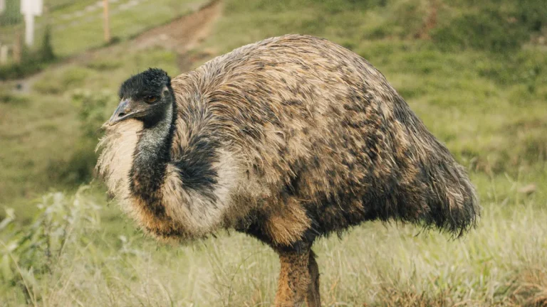 emu
