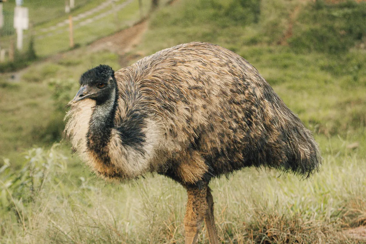 emu