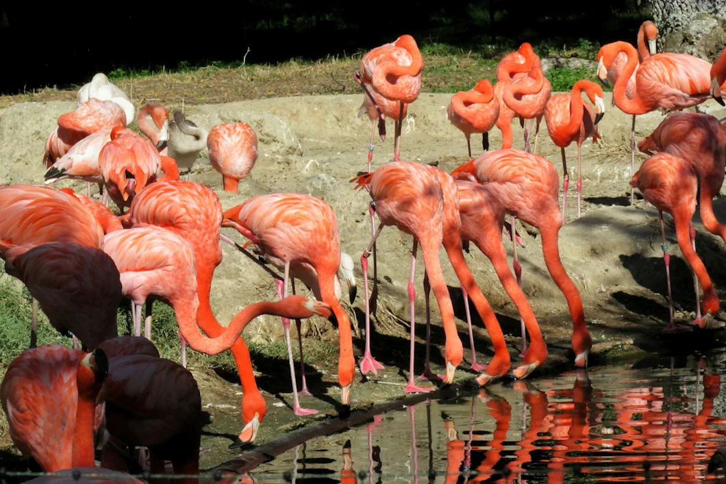 flamingo