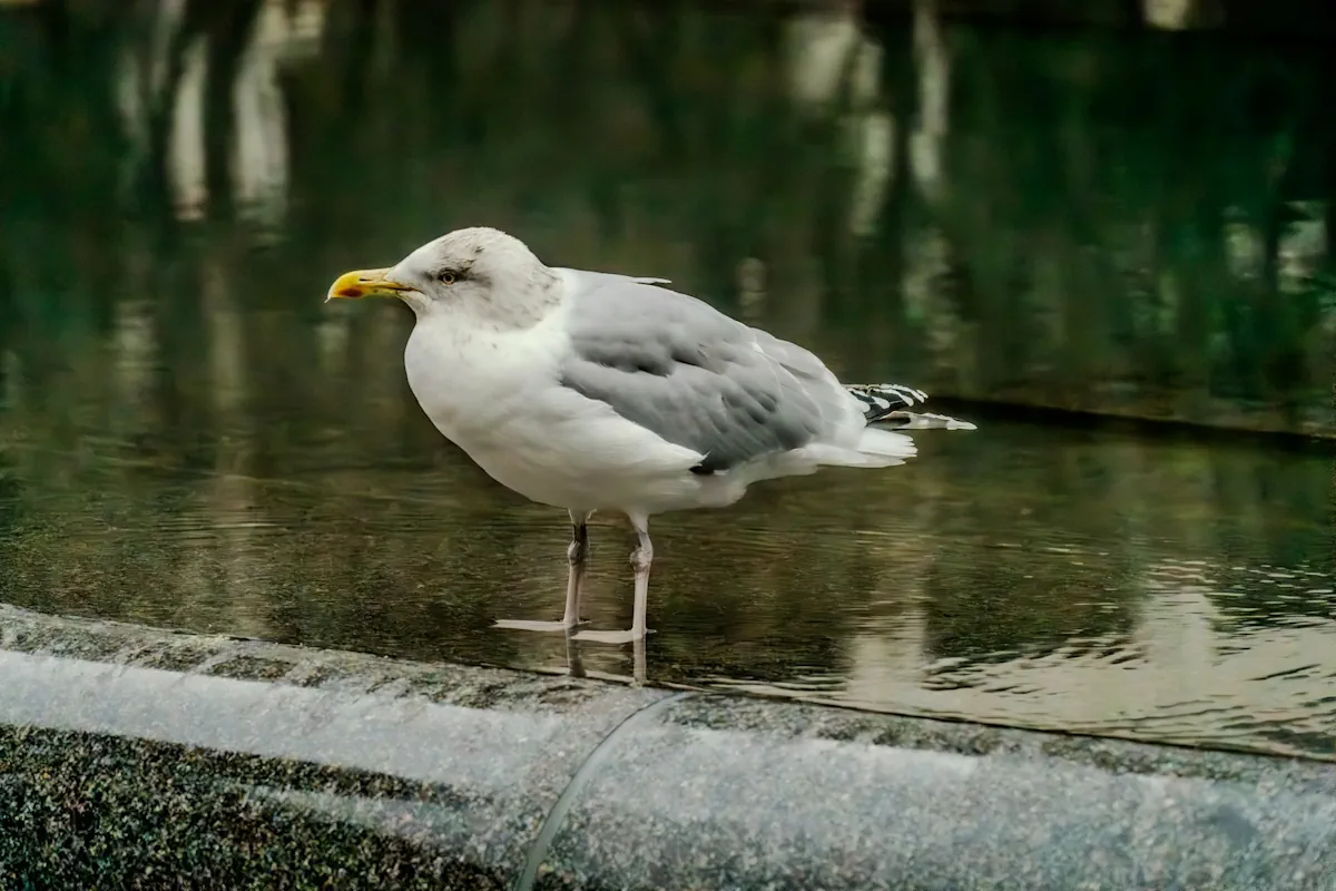 gråtruten