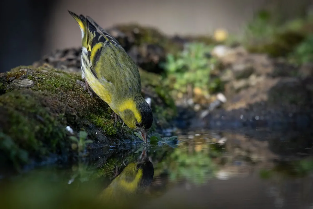 grönsiska förväxling