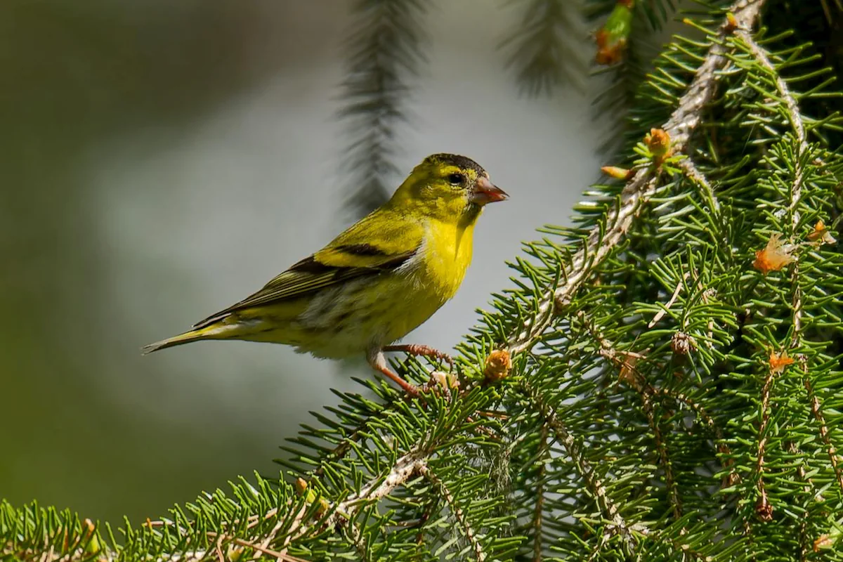 grönsiska