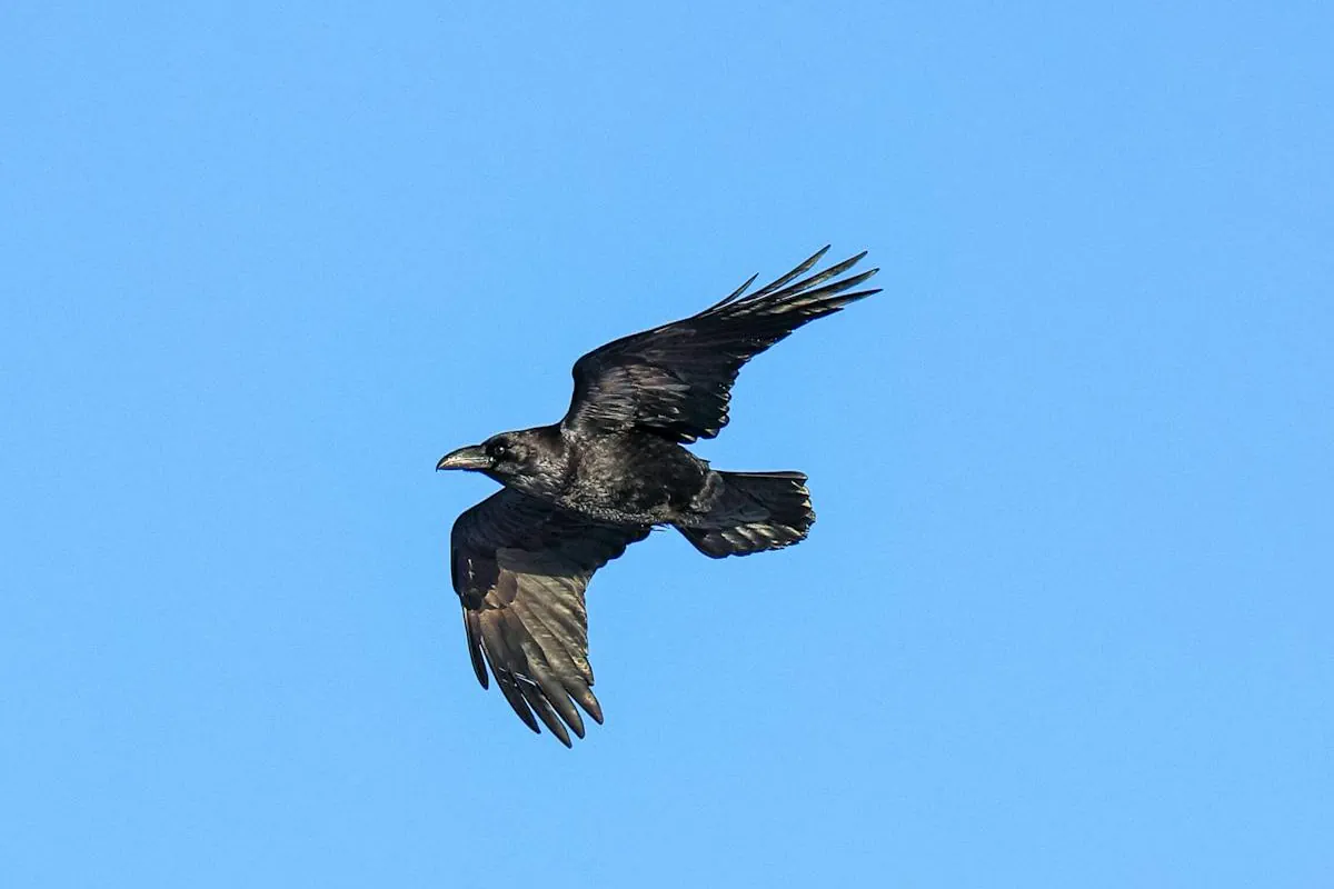 korpen flyger