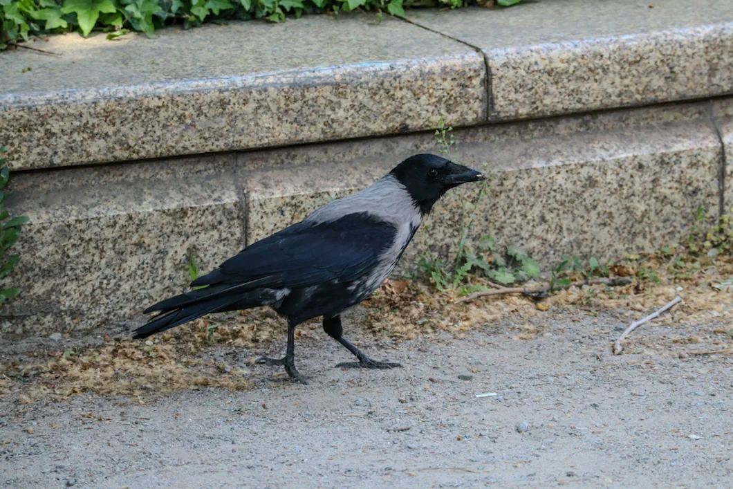 kråka