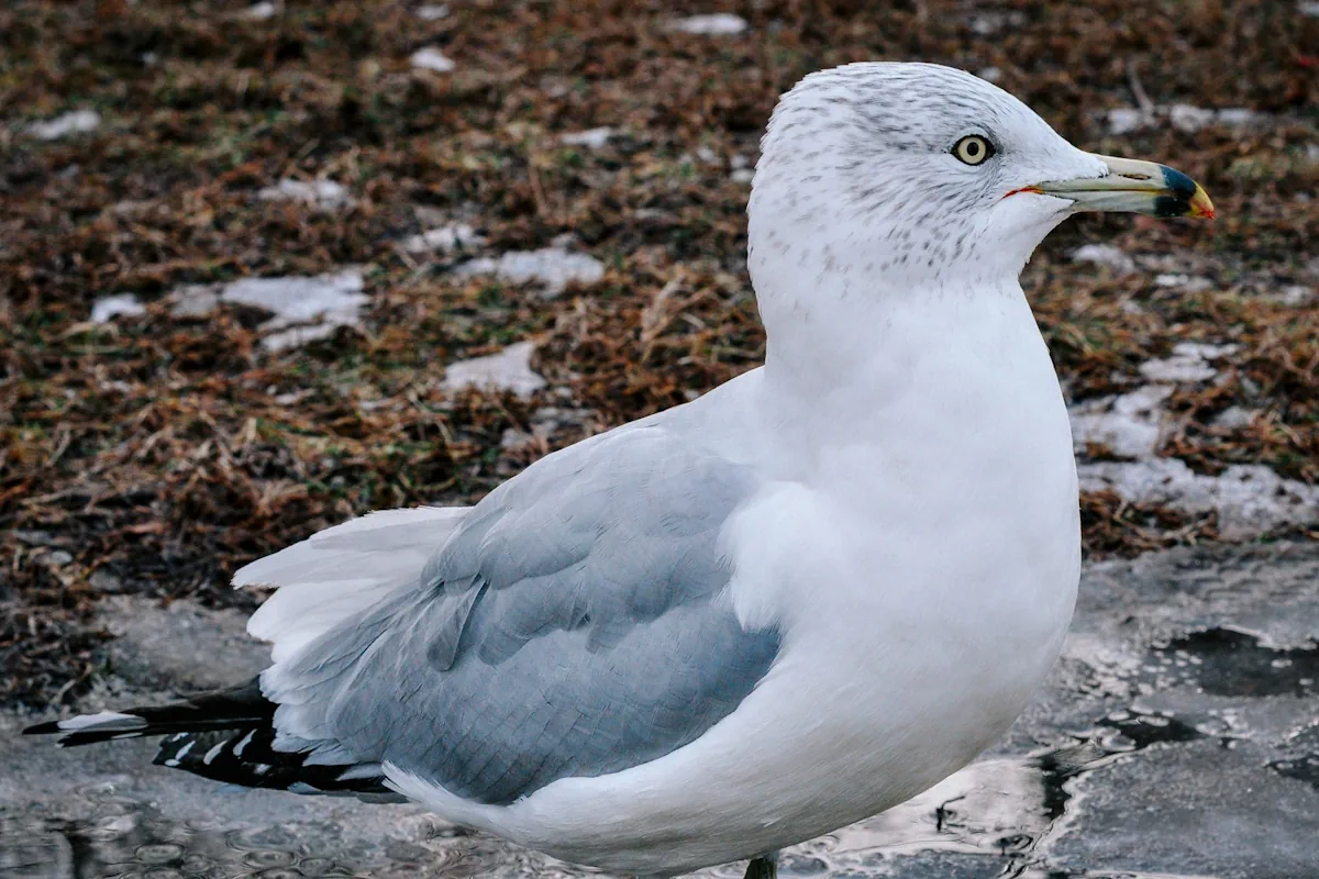 måsar