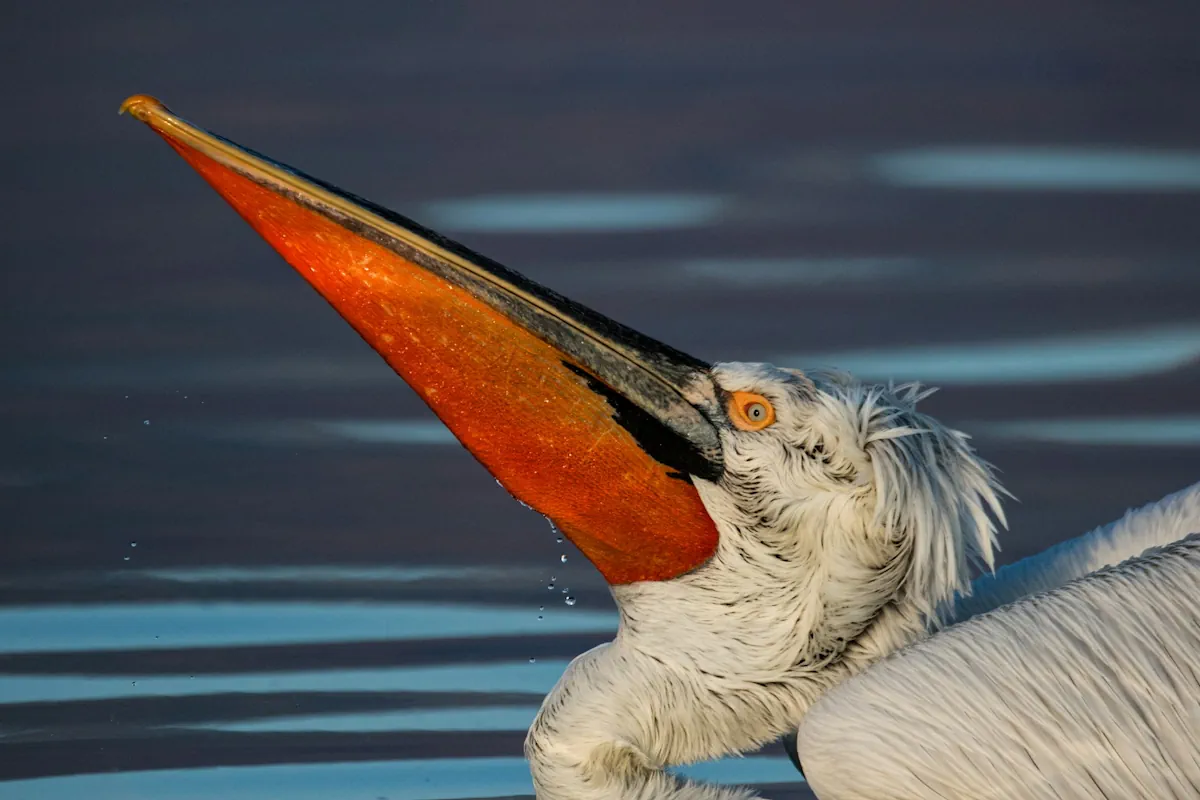 pelikan