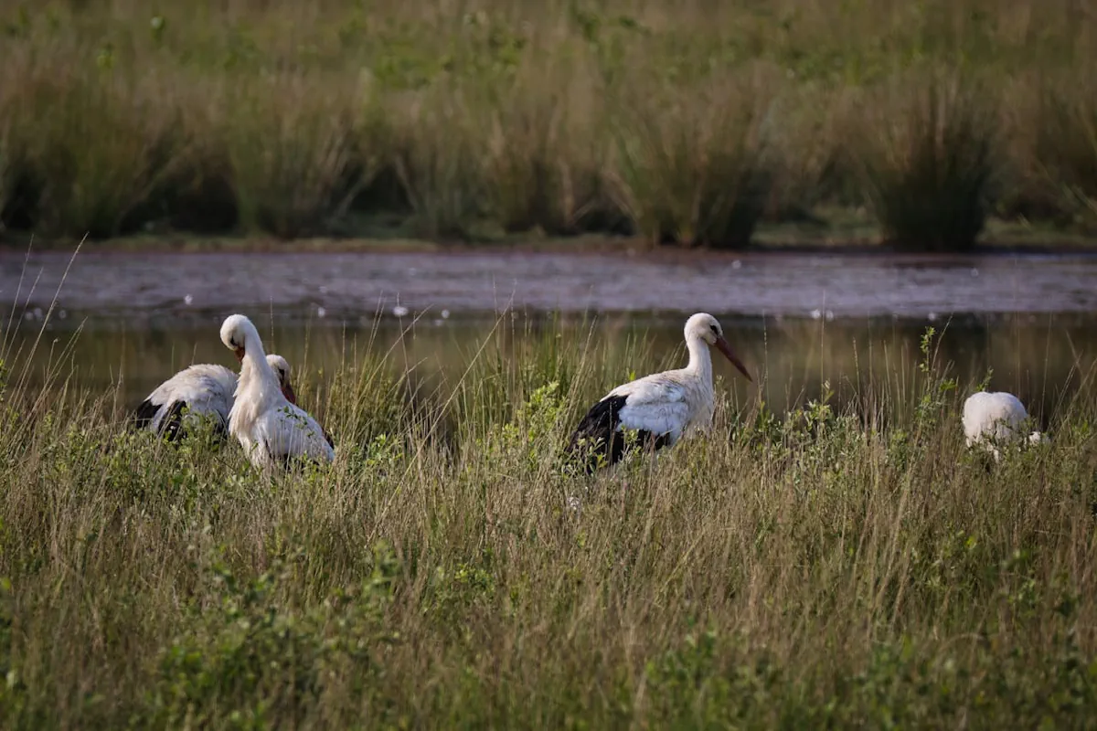 stork