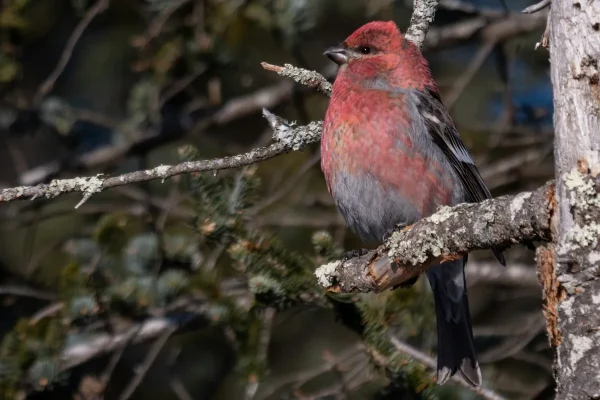 Ovanliga småfåglar