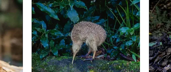 Kiwi fågel