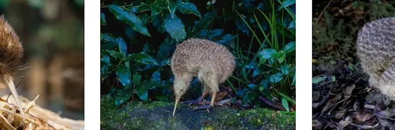 kiwi fågel