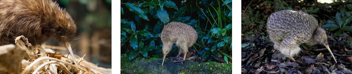 kiwi fågel