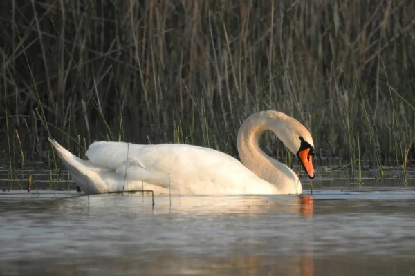 Stora fåglar i Sverige
