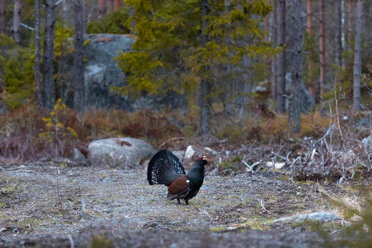 tjäder
