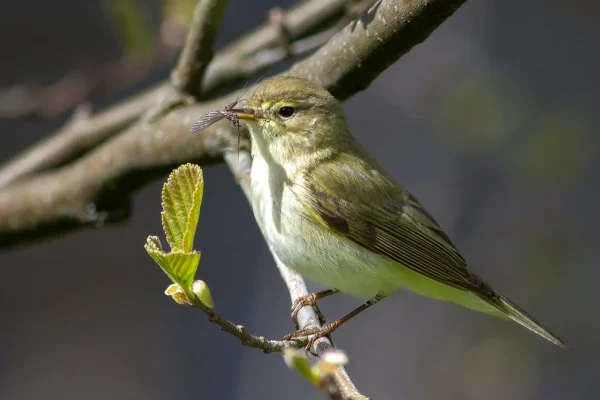 De 10 vanligaste fåglarna i Sverige – arterna som flest ser och hör