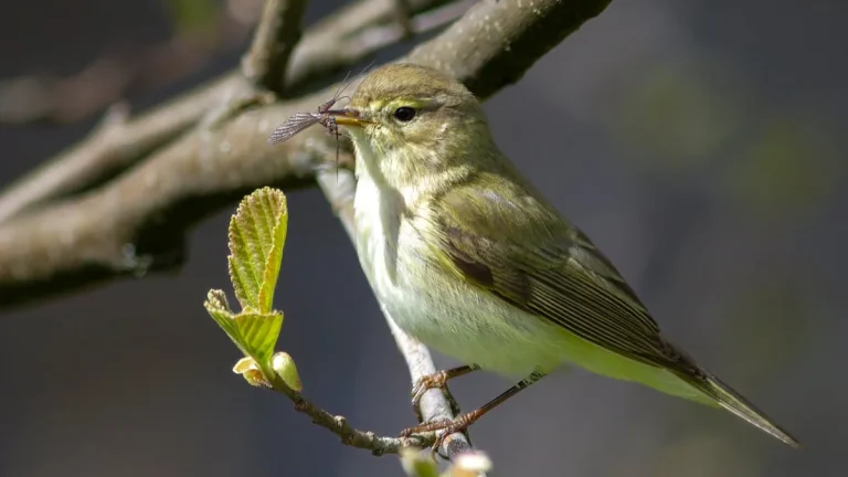 vad äter lövsångare?
